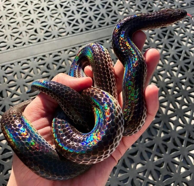 Радужная змея фото Прикольные фотки с интернета Pet snake, Rainbow snake, Cute snake