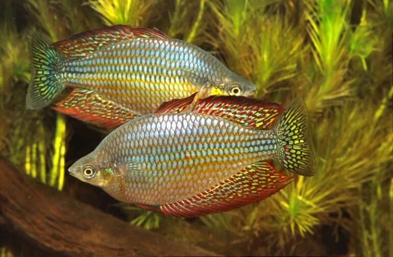 Радужница аквариумная рыбка фото и описание Melanotaenia inornata - Tropical Freshwater Fish