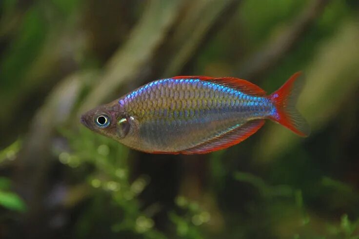 Радужница неоновая аквариумная рыбка фото Beautiful Neon Dwarf Rainbowfish (Melanotaenia praecox) Aquarium fish, Freshwate