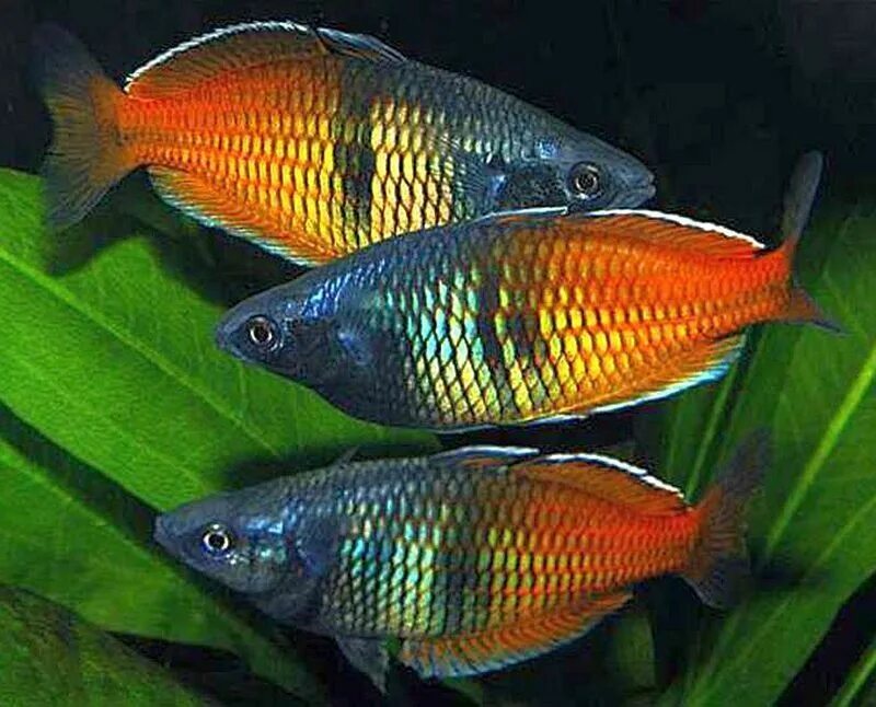 Радужницы рыбки фото Boesemans Rainbowfish ** Melanotaenia Boesemani ** TROPICAL FISH RAINBOWFISH eBa