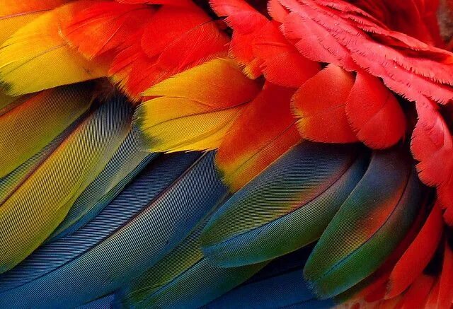 Радужные перья фото CC -- Attribution Nature inspiration, Perfect paint color, Color schemes colour 