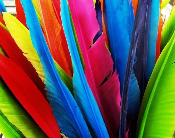 Радужные перья фото Color Feathers Fondos de plumas, Colores, Plumas