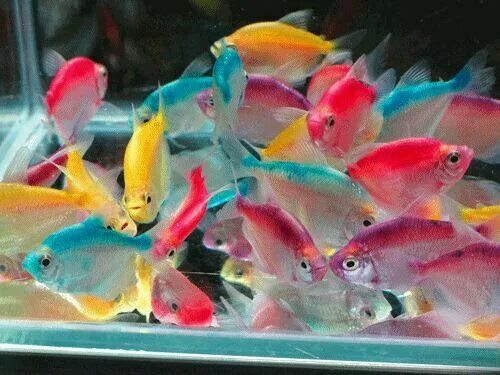 Радужные рыбки для аквариума фото и название Pin by Ava Tallulah on Fish Tropical fish pictures, Freshwater aquarium fish, Gl