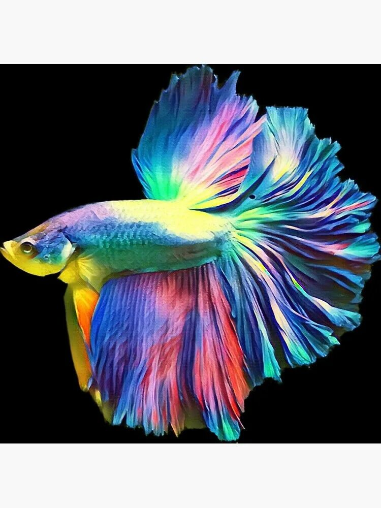 Радужные рыбки для аквариума фото и название "Rainbow Halfmoon Betta Pet Fish" Poster for Sale by Catxel Halfmoon betta, Exot