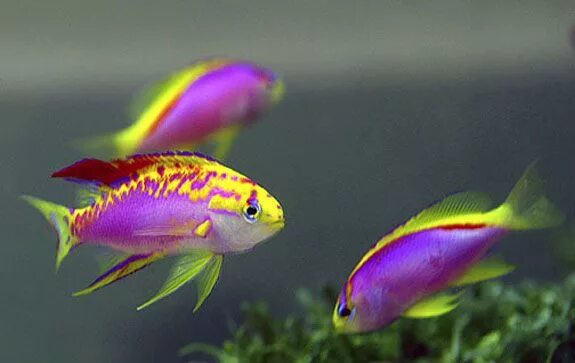 Радужные рыбки для аквариума фото и название Ventralis Anthias They are all female when born Saltwater aquarium fish, Saltwat