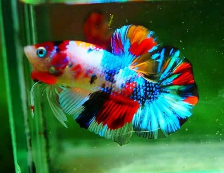 Радужные рыбки для аквариума фото и название Rainbow candy Betta fish types, Betta fish, Betta fish tank