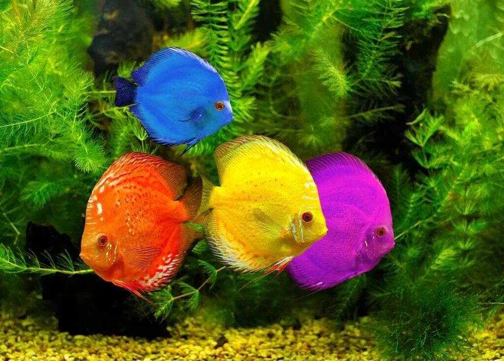 Радужные рыбки для аквариума фото и название Colorful Fish jigsaw puzzle in Under the Sea puzzles on TheJigsawPuzzles.com Col