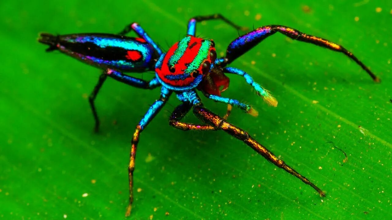 Радужный паук фото 5 Most Beautiful Spiders In The World - YouTube