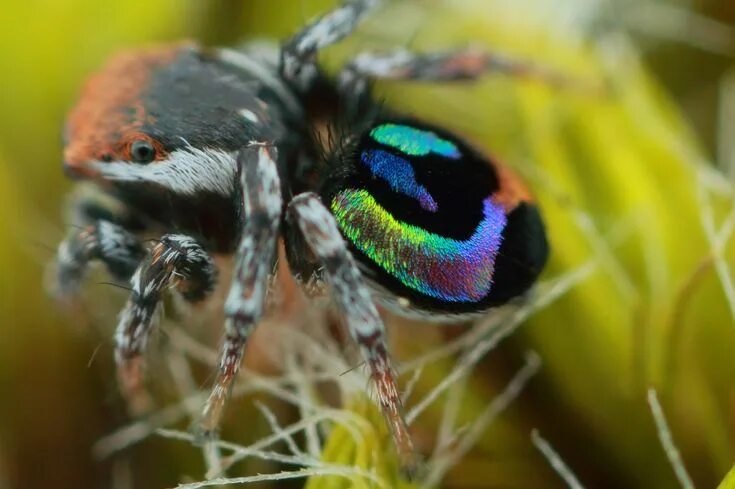 Радужный паук фото Alex on Twitter Jumping spider, Spider, Animals