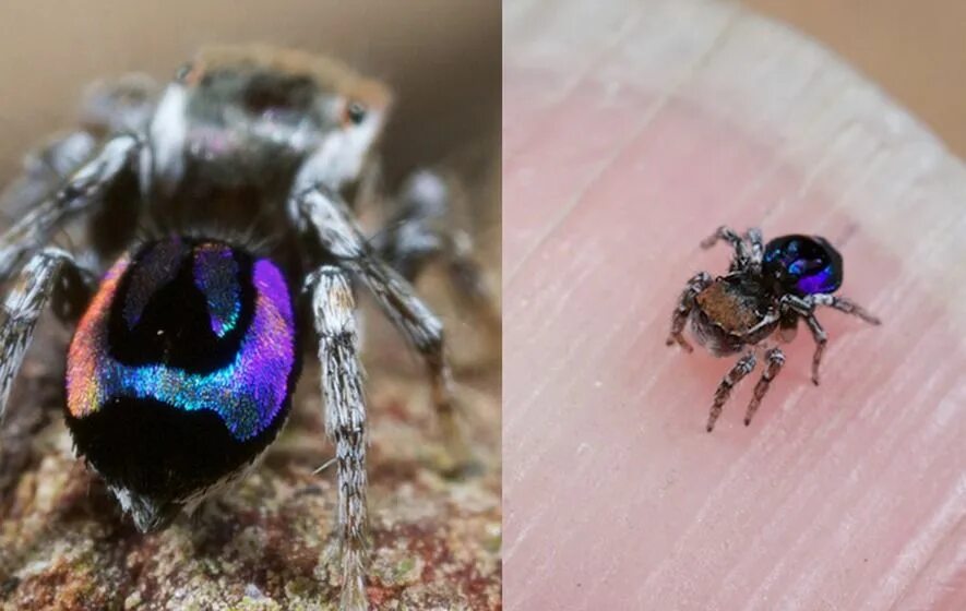 Радужный паук фото Nature's Smallest Rainbows: Peacock Spiders' Dazzling Display Could Inspire Spac