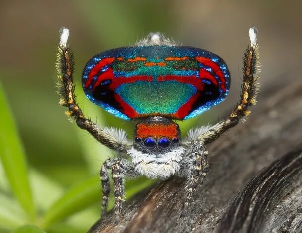 Радужный паук фото Peacock spider Maratus caeruleus by Jurgen Otto - Photorator