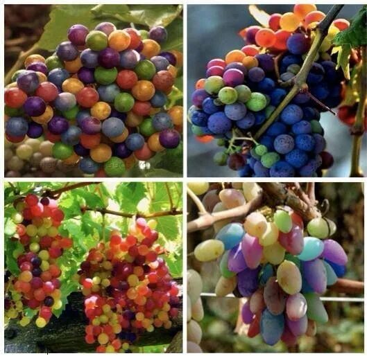 Радужный виноград фото São verdadeiras... e se chamam Rainbow grapes... Rainbow grape, Grapes, Fruit