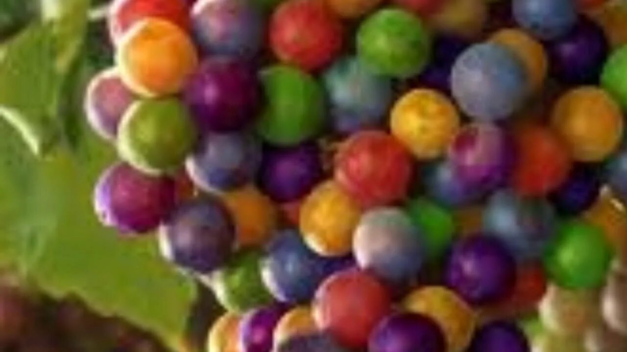 druiwe Rainbow grape, Grapes, Fruit seeds