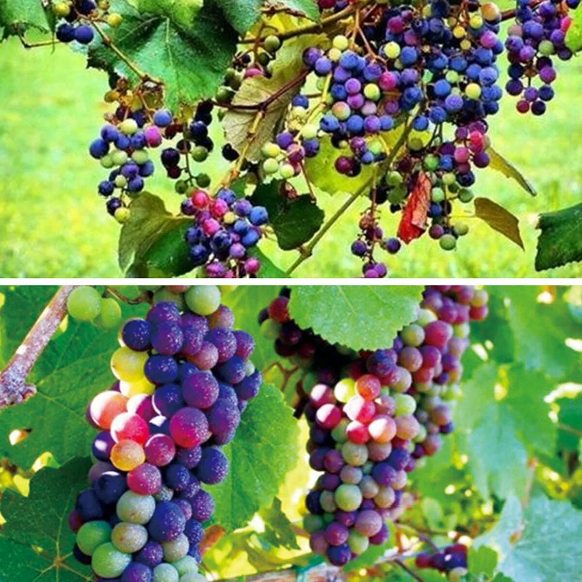 Радужный виноград фото Grape Seed Flower