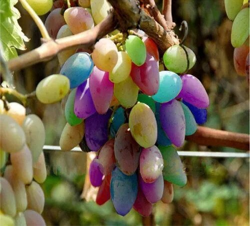 Радужный виноград фото Organic fruit trees, Fruit seeds, Fruit plants