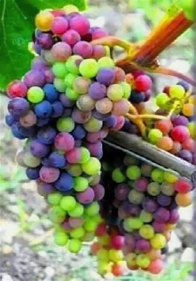 Радужный виноград фото Pin on Wine Amazing pictures