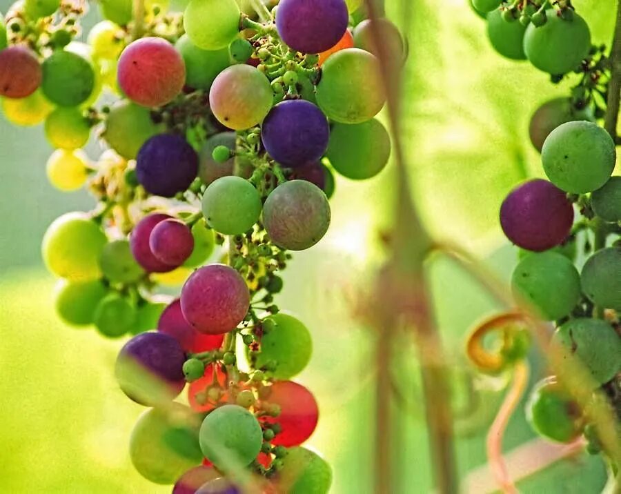 Радужный виноград фото druiwe Rainbow grape, Grapes, Fruit seeds