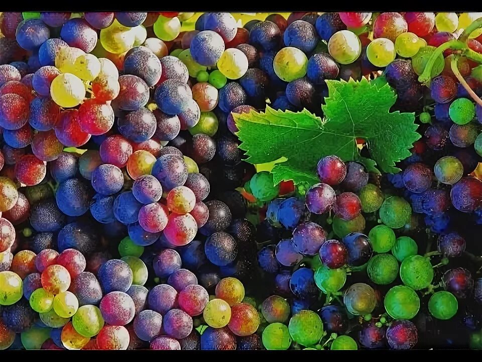 Радужный виноград фото زراعة شجرة العنب على السطح خطوة خطوة Grape cultivation on the roof - YouTube