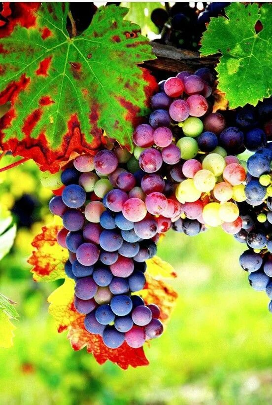 Радужный виноград описание сорта фото High vitamin fruits tree seeds 300pcs/bag green red rainbow black grapes bonsai 