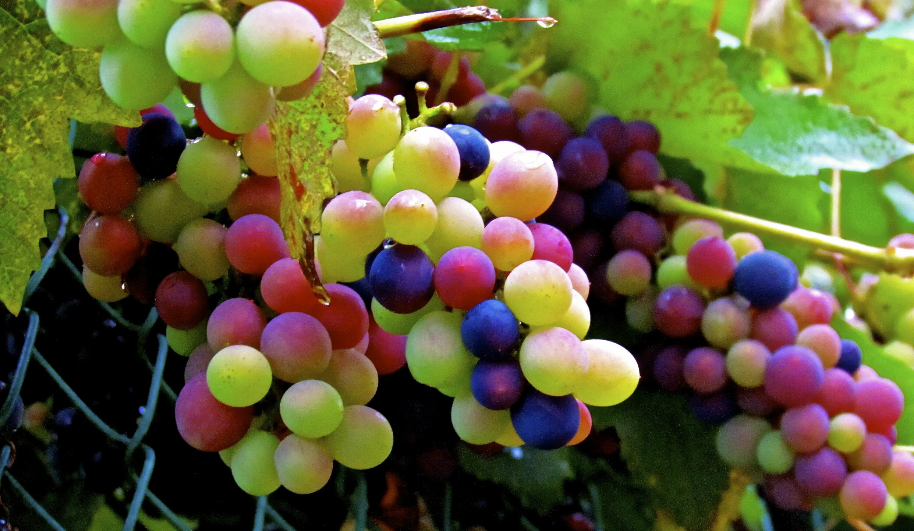 Радужный виноград описание сорта фото What a beautiful bunch of grapes, my neighbor has growing.. I took this shot yes