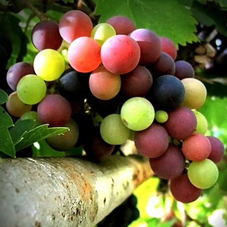 Радужный виноград описание сорта фото Facebook Grapes, Exotic fruit, Fruit