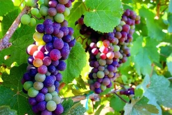 Радужный виноград описание сорта фото Rainbow grapes are a real thing - but they're really just normal grapes that are