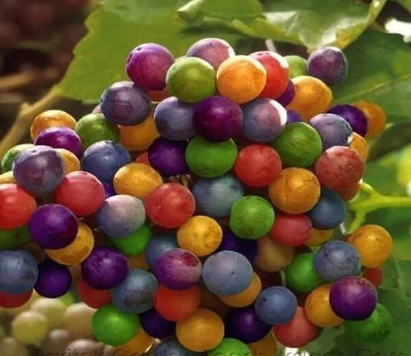 Радужный виноград описание сорта фото Uvas Arco Iris *son reales o no? yalosabes Rainbow grape, Edible garden, Grapes