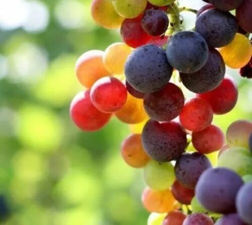 Радужный виноград описание сорта фото Rainbow Grape (20 Seeds) Grapes, Rainbow grape, Growing grapes