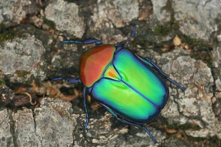 Радужный жук фото Splendid Scarabs (Protaetia speciosa jousselini) photo: Nikola Rahme Bugs and in