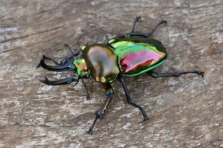 Радужный жук фото Phalacrognathus muelleri by macrojunkie on deviantART Stag beetle, Beetle, Insec