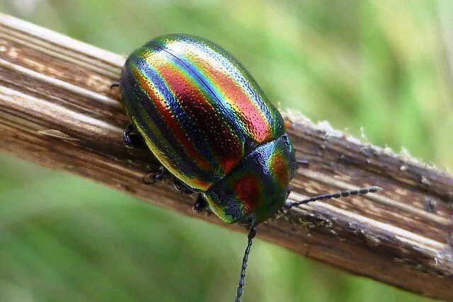 Радужный жук фото Gökkuşağı yaprak böceği (Chrysolina cerealis) İngiltere Gökkuşağı, Yaprak, Hayva