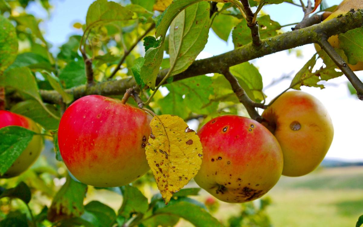 Раечки яблоки фото The 6 Most Common Apple Tree Diseases and How to Prevent Them