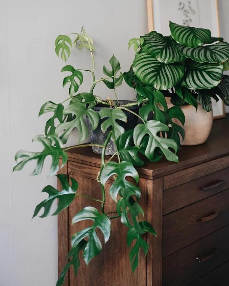 Рафидофора фото комнатный цветок House Plant Community on Instagram: "Two of Anna’s favourite plants on her favou