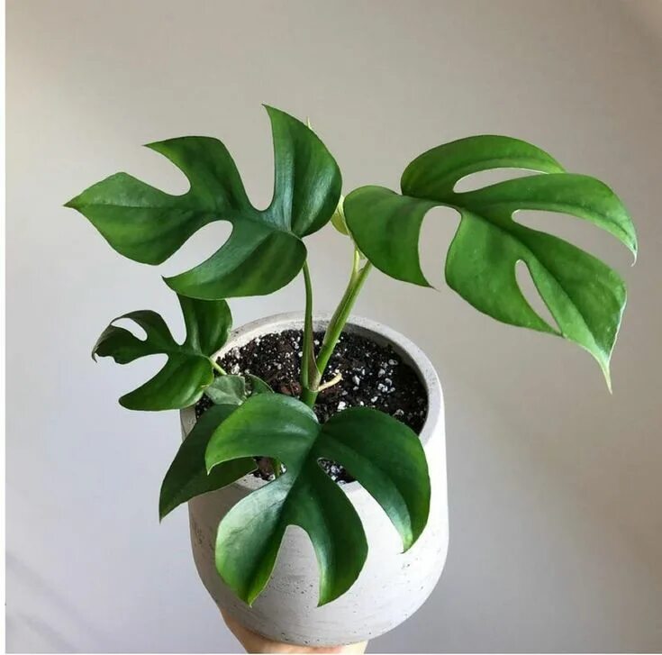 Рафидофора фото комнатный цветок Philodendron rhaphidophora rare house plant Etsy Plants, House plants indoor, Co