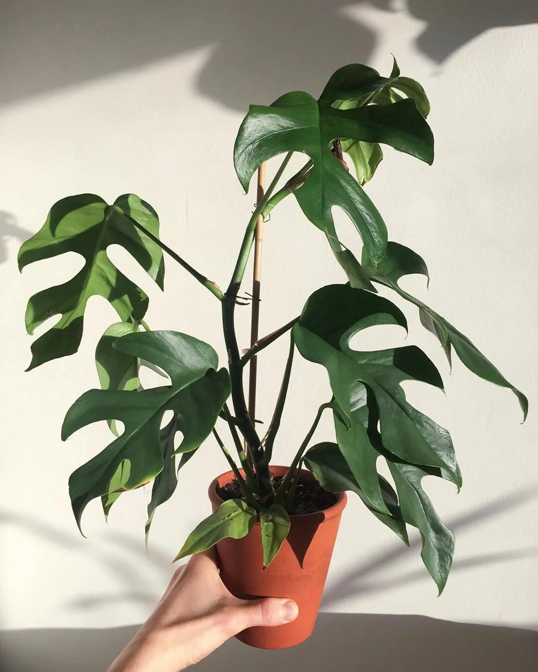 4 Rhaphidophora tetrasperma Mini monstera Aroid Rare Etsy Plants, Easy care plan