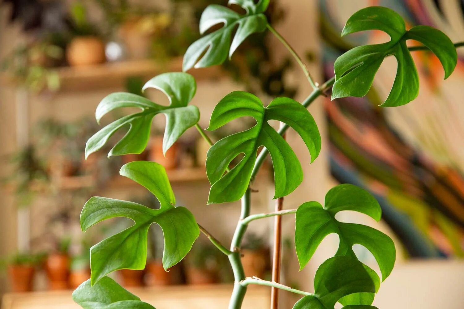 Рафидофора фото комнатный цветок Six of the Most Expensive Houseplants—And Why