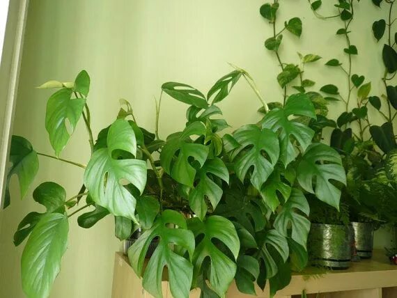 Рафидофора фото комнатный цветок Pin by Lauren on Gathering Green Plants, House plants, Interior plants