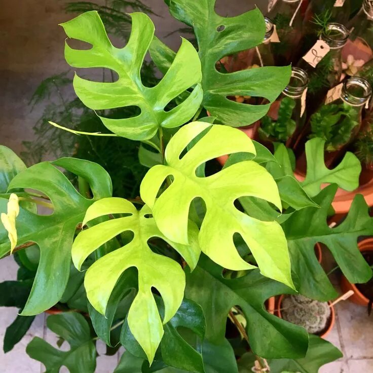 Рафидофора фото комнатный цветок Rhaphidophora Tetrasperma Necklace Foliage plants, Plants, Cool plants