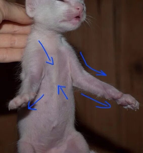 Рахит у кошек симптомы фото и лечение CONDUCT OPINION Flattening of the sternum of kittens. Flat chest The baby was bo