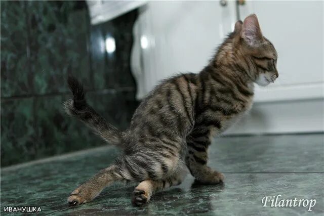 Caring For A Kitten Born With A Twisted Leg Doggie Kittens, Cats, Pet health