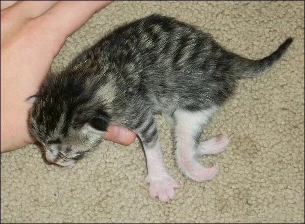 Рахит у кошек симптомы фото и лечение Caring For A Kitten Born With A Twisted Leg Doggie Kittens, Cats, Pet health