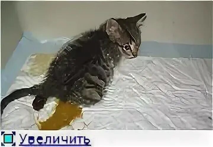 Caring For A Kitten Born With A Twisted Leg Doggie Kittens, Cats, Pet health