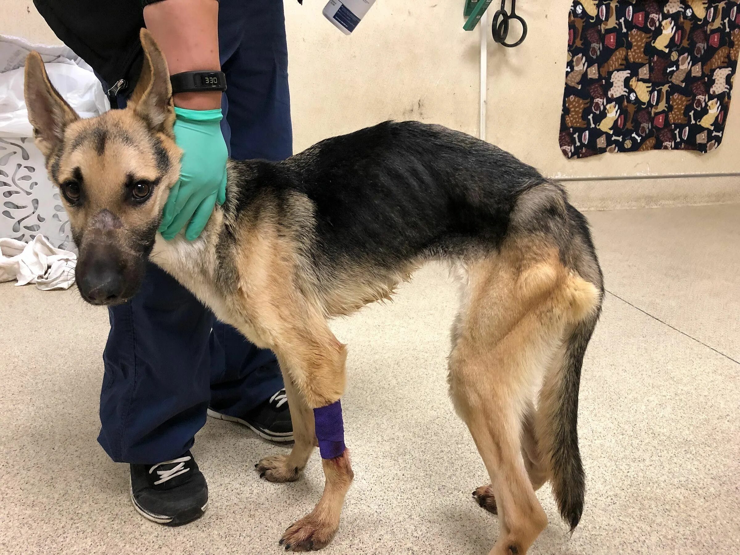 Рахит у немецкой овчарки фото Emaciated 23-Pound German Shepherd Gains Weight and a Family Thanks to Californi