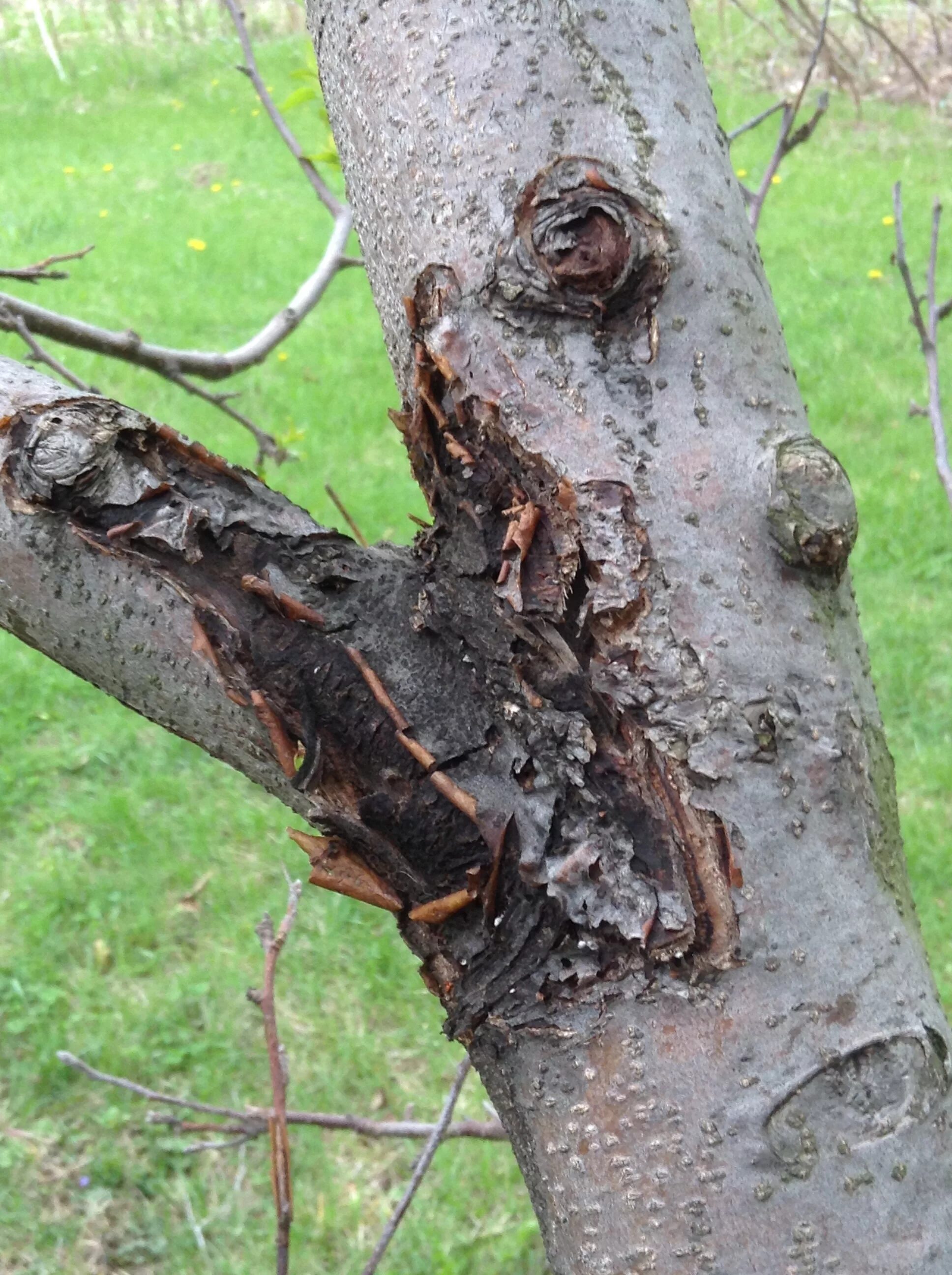 Рак дерева фото Apple Bark Disease Online bellady.by