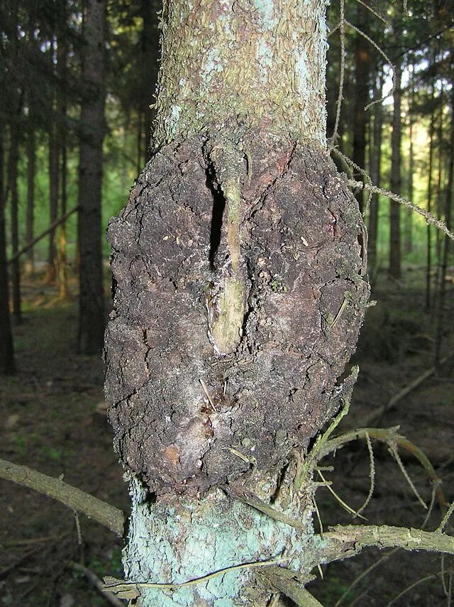 Рак дерева фото Plik:Tree cancer picea abies beentree.jpg - Wikipedia, wolna encyklopedia