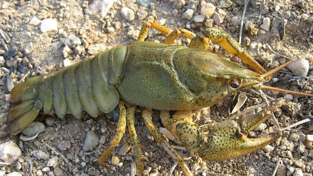 Рак фото животное File:Astacus astacus 01.jpg - Wikipedia