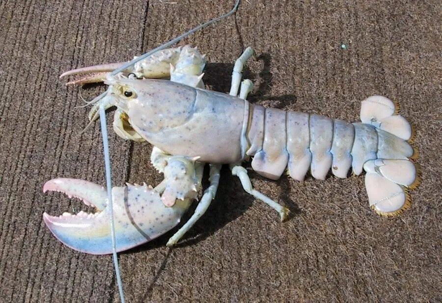 Рак фото животное This white lobster is both the rarest and the fairest of them all. The white lob