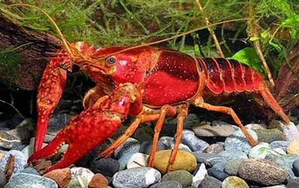 Рак фото животное Obtienen bioplásticos con el cangrejo rojo americano - Noticias de la Ciencia y 