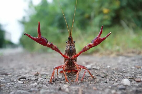 Рак фото животное Crawfish Зображення - огляд 121,149 Стокові фото, векторні зображення й відео Ad