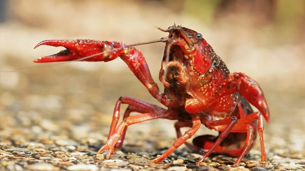 Рак фото животное Crayfish Here Be Dragons Wiki Fandom